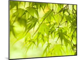 Japanese Maple (Acer) Tree in Springtime, England, UK-Jon Arnold-Mounted Photographic Print