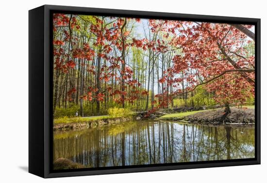 Japanese Maple and Pond in Spring-Richard T. Nowitz-Framed Stretched Canvas