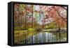 Japanese Maple and Pond in Spring-Richard T. Nowitz-Framed Stretched Canvas
