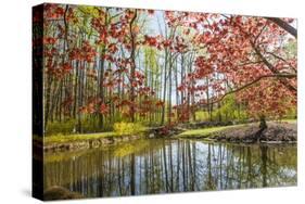 Japanese Maple and Pond in Spring-Richard T. Nowitz-Stretched Canvas