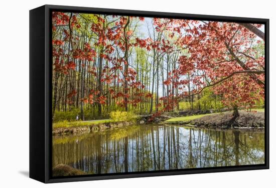 Japanese Maple and Pond in Spring-Richard T. Nowitz-Framed Stretched Canvas