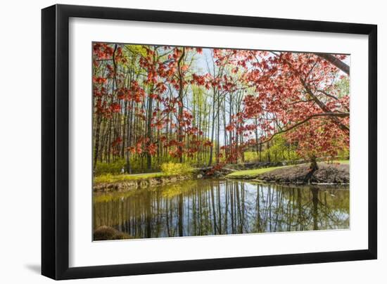 Japanese Maple and Pond in Spring-Richard T. Nowitz-Framed Photographic Print