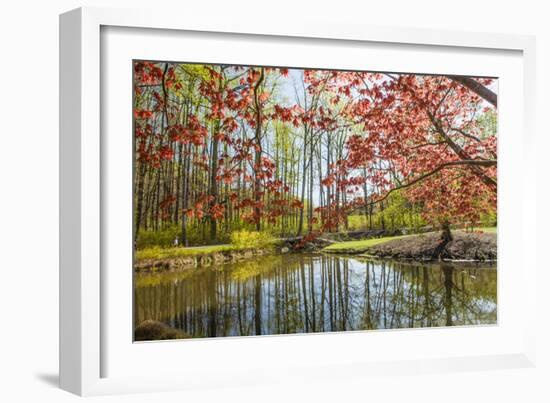 Japanese Maple and Pond in Spring-Richard T. Nowitz-Framed Photographic Print