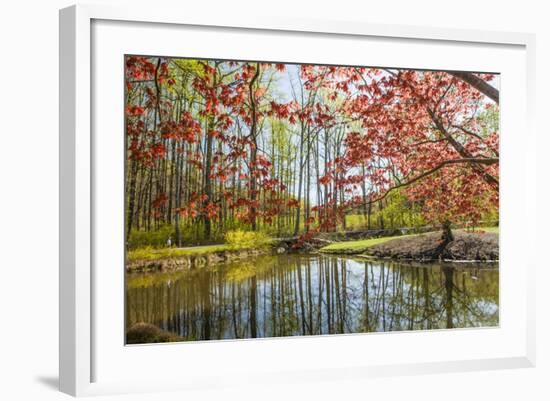 Japanese Maple and Pond in Spring-Richard T. Nowitz-Framed Photographic Print