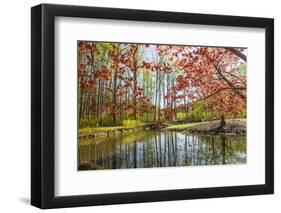 Japanese Maple and Pond in Spring-Richard T. Nowitz-Framed Photographic Print