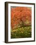 Japanese Maple at the Portland Japanese Garden, Oregon, USA-William Sutton-Framed Photographic Print