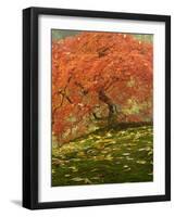 Japanese Maple at the Portland Japanese Garden, Oregon, USA-William Sutton-Framed Photographic Print