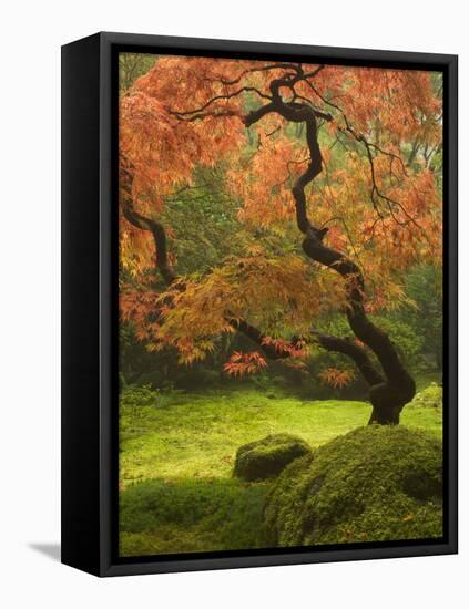 Japanese Maple at the Portland Japanese Garden, Oregon, USA-William Sutton-Framed Stretched Canvas