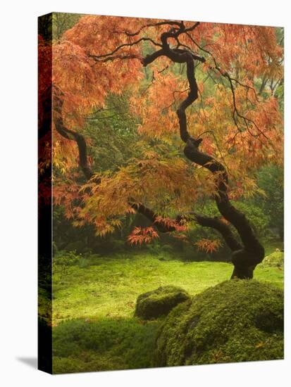 Japanese Maple at the Portland Japanese Garden, Oregon, USA-William Sutton-Stretched Canvas
