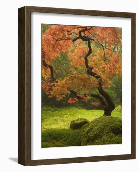 Japanese Maple at the Portland Japanese Garden, Oregon, USA-William Sutton-Framed Photographic Print