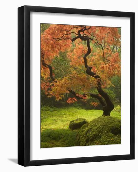 Japanese Maple at the Portland Japanese Garden, Oregon, USA-William Sutton-Framed Photographic Print