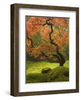 Japanese Maple at the Portland Japanese Garden, Oregon, USA-William Sutton-Framed Photographic Print