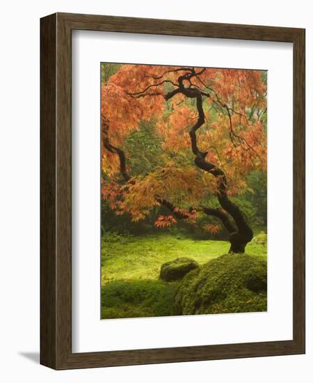 Japanese Maple at the Portland Japanese Garden, Oregon, USA-William Sutton-Framed Photographic Print