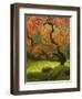 Japanese Maple at the Portland Japanese Garden, Oregon, USA-William Sutton-Framed Photographic Print