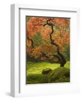 Japanese Maple at the Portland Japanese Garden, Oregon, USA-William Sutton-Framed Photographic Print