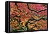 Japanese Maple at the Portland Japanese Garden, Portland, Oregon, USA-Michel Hersen-Framed Stretched Canvas