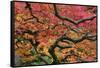 Japanese Maple at the Portland Japanese Garden, Portland, Oregon, USA-Michel Hersen-Framed Stretched Canvas