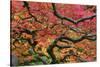 Japanese Maple at the Portland Japanese Garden, Portland, Oregon, USA-Michel Hersen-Stretched Canvas