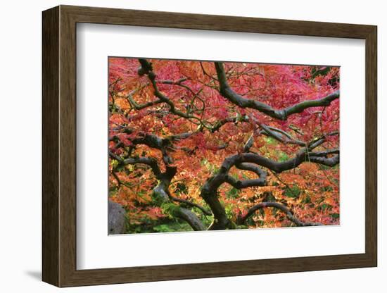 Japanese Maple at the Portland Japanese Garden, Portland, Oregon, USA-Michel Hersen-Framed Photographic Print