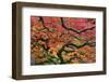Japanese Maple at the Portland Japanese Garden, Portland, Oregon, USA-Michel Hersen-Framed Photographic Print