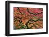 Japanese Maple at the Portland Japanese Garden, Portland, Oregon, USA-Michel Hersen-Framed Photographic Print