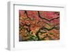 Japanese Maple at the Portland Japanese Garden, Portland, Oregon, USA-Michel Hersen-Framed Photographic Print