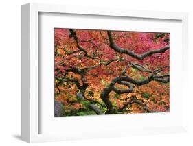 Japanese Maple at the Portland Japanese Garden, Portland, Oregon, USA-Michel Hersen-Framed Photographic Print