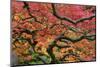 Japanese Maple at the Portland Japanese Garden, Portland, Oregon, USA-Michel Hersen-Mounted Photographic Print