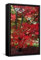 Japanese Maple Autumn Colour at Winkwort Arboretum-null-Framed Stretched Canvas