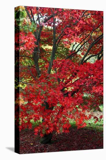 Japanese Maple Autumn Colour at Winkwort Arboretum-null-Stretched Canvas