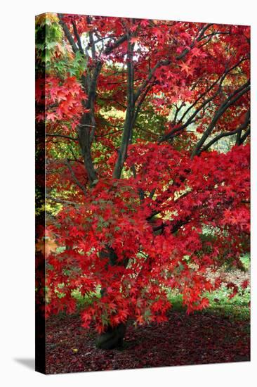 Japanese Maple Autumn Colour at Winkwort Arboretum-null-Stretched Canvas