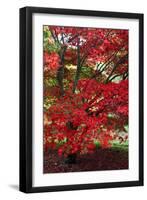 Japanese Maple Autumn Colour at Winkwort Arboretum-null-Framed Premium Photographic Print