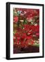Japanese Maple Autumn Colour at Winkwort Arboretum-null-Framed Premium Photographic Print