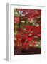 Japanese Maple Autumn Colour at Winkwort Arboretum-null-Framed Premium Photographic Print