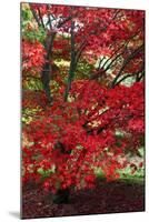 Japanese Maple Autumn Colour at Winkwort Arboretum-null-Mounted Photographic Print