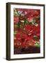 Japanese Maple Autumn Colour at Winkwort Arboretum-null-Framed Photographic Print