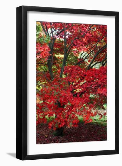 Japanese Maple Autumn Colour at Winkwort Arboretum-null-Framed Photographic Print