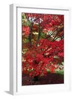 Japanese Maple Autumn Colour at Winkwort Arboretum-null-Framed Photographic Print