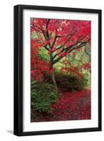 Japanese Maple Autumn Colour at Winkworth Arboretum-null-Framed Photographic Print