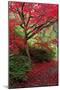 Japanese Maple Autumn Colour at Winkworth Arboretum-null-Mounted Photographic Print