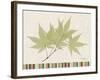 Japanese Maple Colors-Albert Koetsier-Framed Art Print