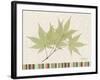 Japanese Maple Colors-Albert Koetsier-Framed Art Print