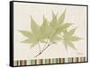 Japanese Maple Colors-Albert Koetsier-Framed Stretched Canvas