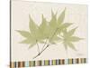 Japanese Maple Colors-Albert Koetsier-Stretched Canvas