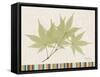Japanese Maple Colors-Albert Koetsier-Framed Stretched Canvas