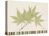 Japanese Maple Colors-Albert Koetsier-Stretched Canvas