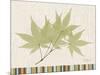 Japanese Maple Colors-Albert Koetsier-Mounted Art Print