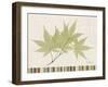 Japanese Maple Colors-Albert Koetsier-Framed Art Print