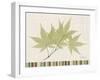 Japanese Maple Colors-Albert Koetsier-Framed Art Print