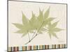 Japanese Maple Colors-Albert Koetsier-Mounted Art Print